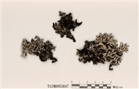 藏品(亞平滑雙歧根梅衣 )的圖片